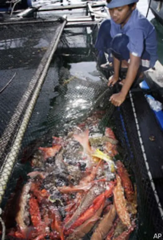 Andere-Fischereimethoden-wie-die-Dynamit-oder-Blausaeurefischerei-verwuesten-die-Riffe