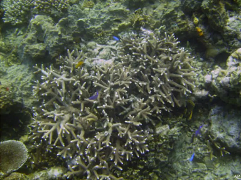 Hinzu-kommen-Schaeden-durch-Abwaesser-durch-die-Duengemittel-und-Pestizide-in-die-Riffe-gelangen