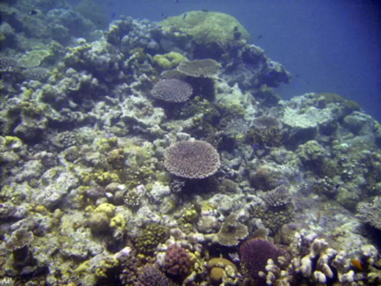 Auch-korallenfressende-Organismen-Krankheitsepidemien-und-tropische-Stuerme-koennen-Riffe-schaedigen