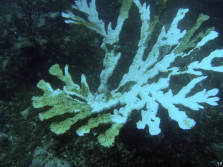 Bei-der-verheerenden-Korallenbleiche-stossen-die-Korallen-wegen-steigender-Wassertemperaturen-die-mit-ihnen-in-Gemeinschaft-lebenden-einzelligen-Algen-ab