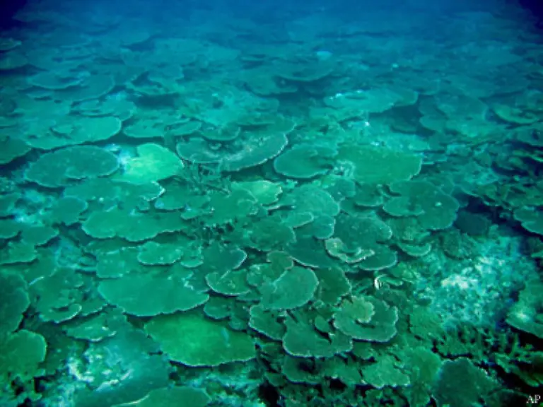 Doch-ohne-die-pflanzlichen-Partner-koennen-auch-die-Korallen-nicht-ueberleben