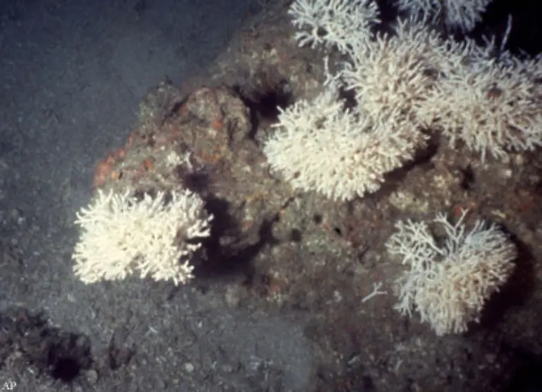 Das-Riffoekosystem-ist-an-solche-natuerlichen-Bedrohungen-jedoch-angepasst-und-regeneriert-sich-in-kurzer-Zeit-von-selbst-sofern-die-generellen-Riffbedingungen-guenstig-sind