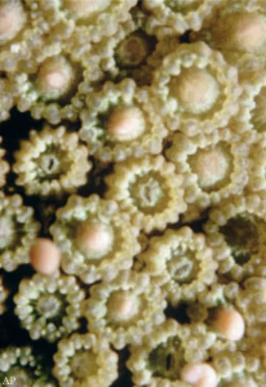 Lange-Zeit-wurden-Korallen-fuer-Pflanzen-gehalten-bis-sie-im-18-Jahrhundert-erstmals-als-Nesseltiere-beschrieben-wurden