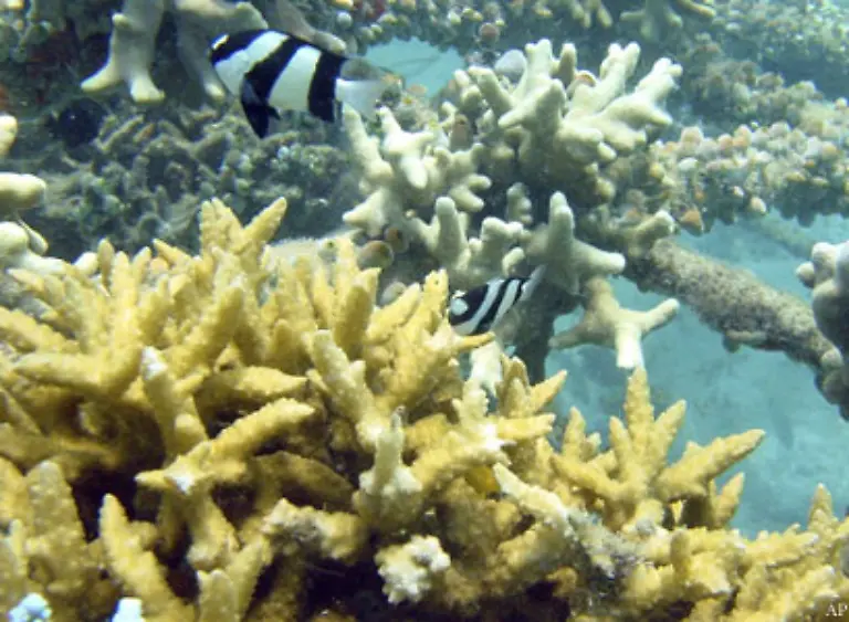 Die-empfindlichen-Korallen-benoetigen-naehrstoffreiches-sauberes-Wasser-Sie-leben-in-Symbiose-mit-einzelligen-Algen-die-fuer-ihren-Energiewechsel-Sonnenlicht-benoetigt