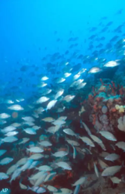 Rund-eine-Million-Arten-so-die-Schaetzungen-der-Wissenschaft-konzentrieren-sich-in-den-so-entstandenen-Unterwasser-Landschaften