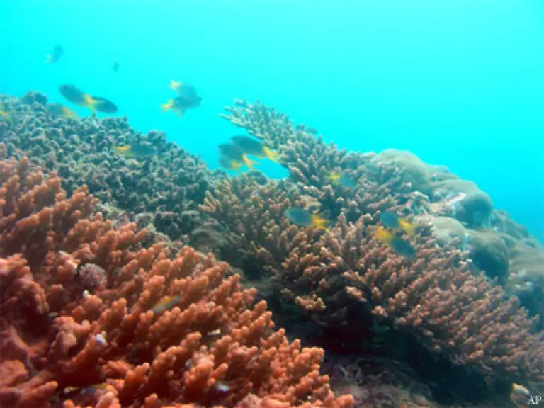 Nirgendwo-anders-in-den-Weiten-der-Ozeane-erreicht-die-Fuelle-des-Lebens-eine-solch-verschwenderische-Vielfalt-und-Komplexitaet