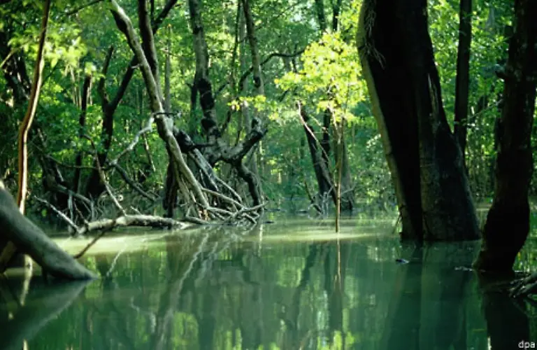 Mangrovenwaelder-Seegraeser-und-Phytoplankton-gehoeren-dazu-133