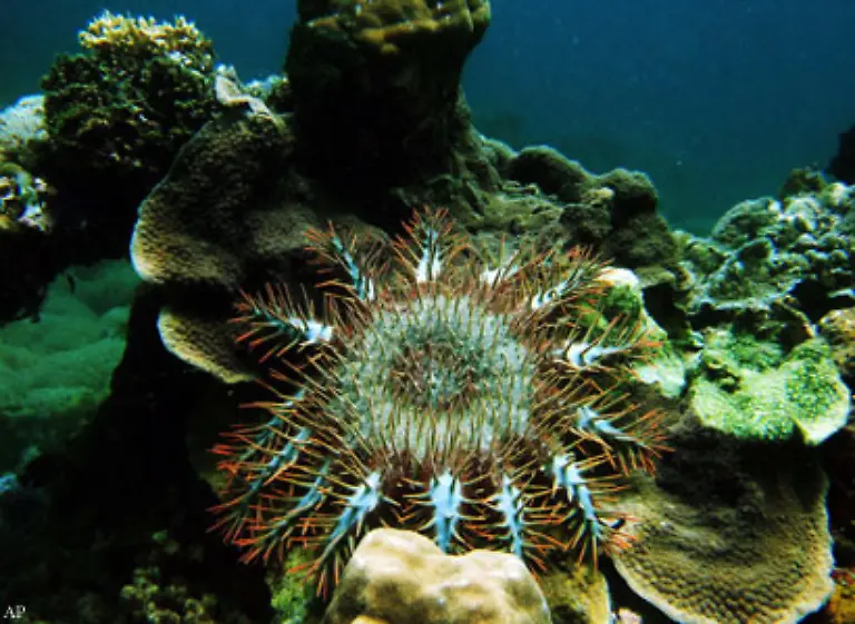 133-aber-auch-Seesterne