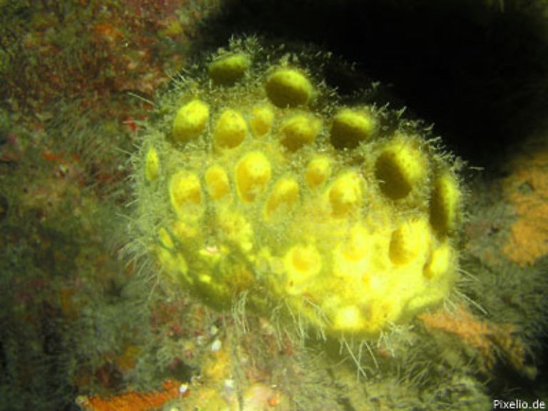 ... Schwämme, Nesseltiere und Quallen, 