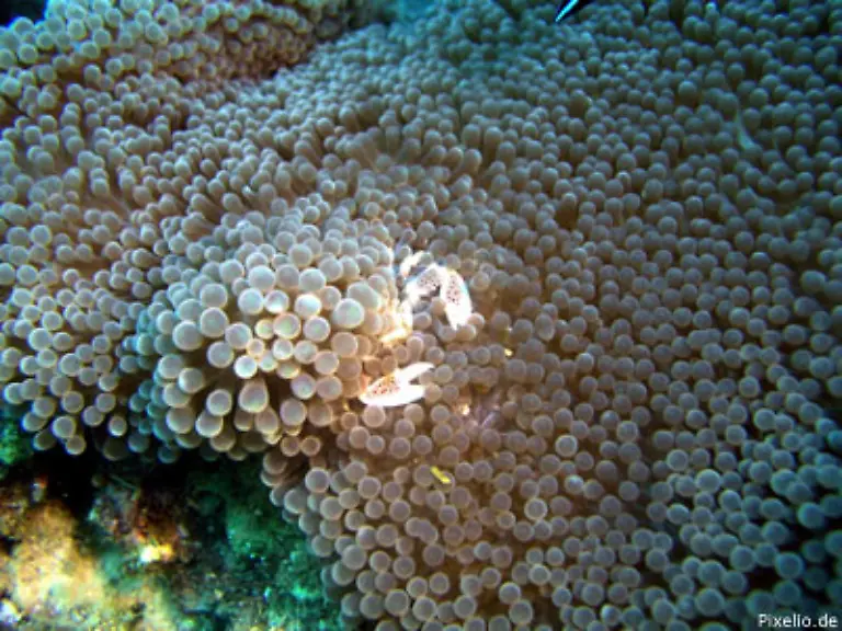 133-Gliederfuesser-wie-Krebse-Spinnen-und-Garnelen-133