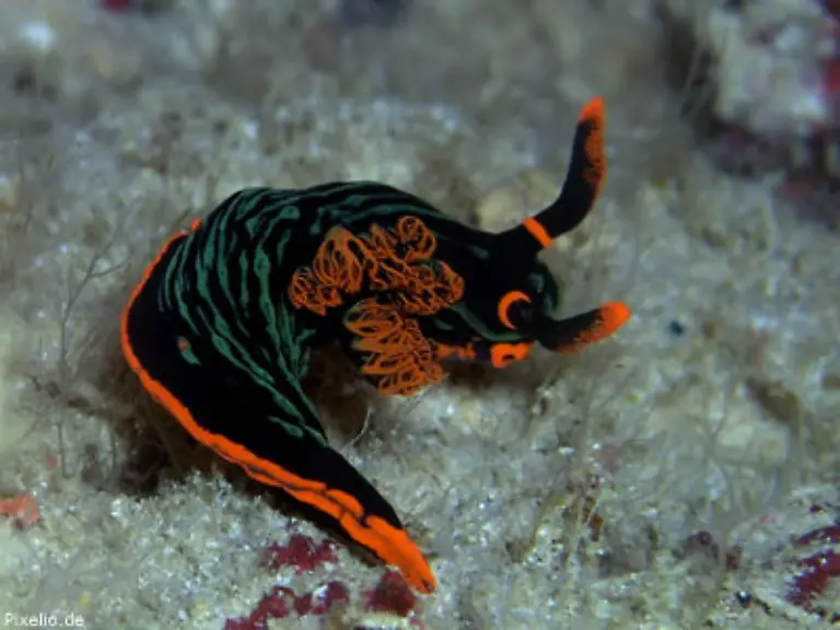 133-Wuermer-Muscheln-und-Meeresschnecken-133