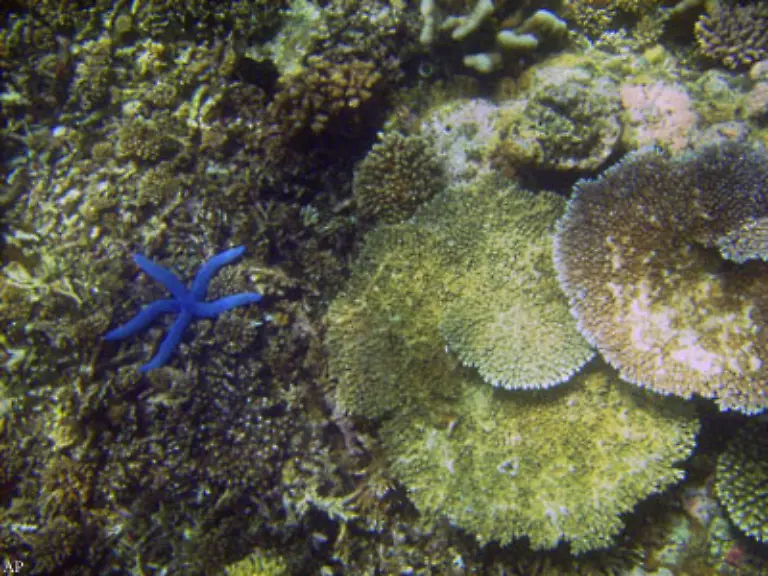 133-Moostierchen-Stachelhaeuter-und-Manteltiere-133