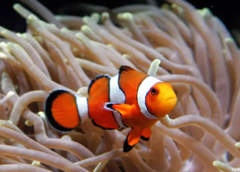 133-Korallen-und-Anemonen-133