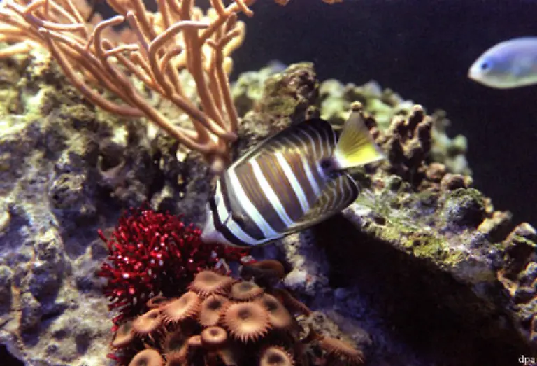 133-Fische-und-Tintenfische