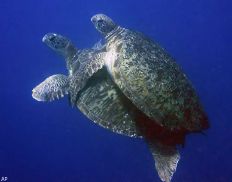 Reptilien-und-Meeressaeuger