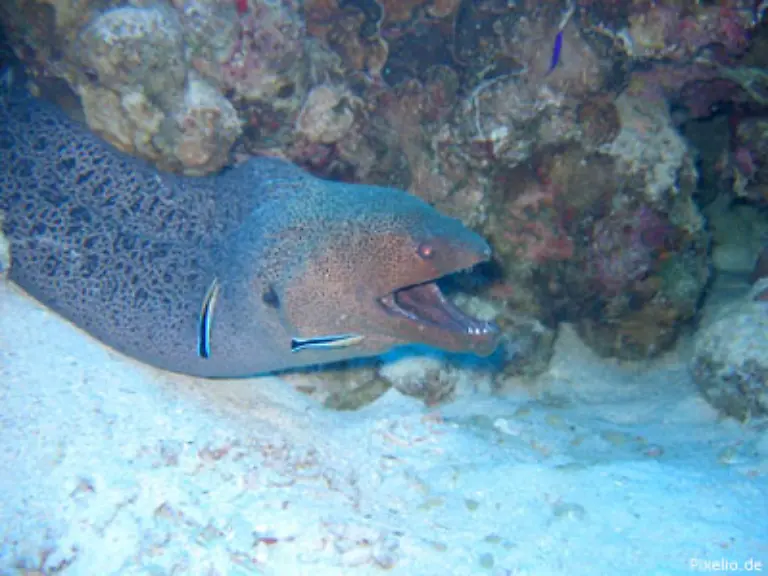 133-Putzerfische-bieten-ihre-Dienstleistungen-an-verschiedene-Arten-nutzen-zu-verschiedenen-Zeiten-die-gleiche-Hoehle