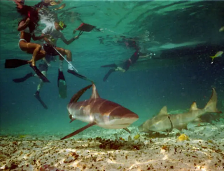 Bestimmte-Arten-uebernehmen-die-Verwertung-der-Kadaver-andere-filtern-das-Wasser-zur-Nahrungsgewinnung