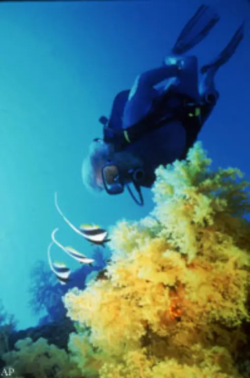 Gleichzeitig-bleibt-es-dadurch-klar-und-sonnendurchlaessig-Selbst-die-abgestorbenen-Korallen-werden-zur-Stabilisierung-des-Riffs-weiter-verarbeitet