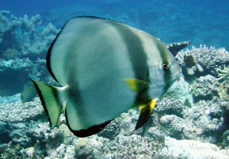 Viele-Fische-wechseln-zwischen-Tag-und-Nachtfarbe-um-so-fuer-Raeuber-unsichtbar-zu-werden