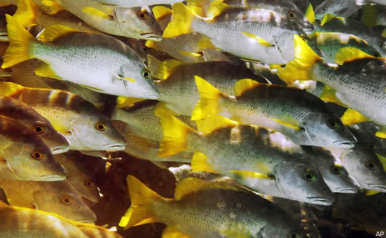 Auf-dem-engen-Lebensraum-schliessen-sich-nicht-nur-Artgenossen-zu-Gemeinschaften-zusammen