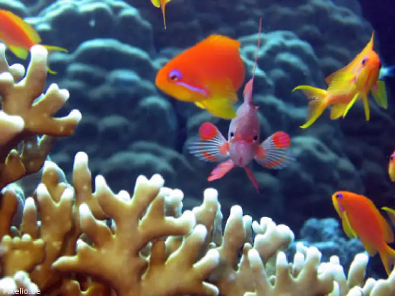 Anemone-und-Anemonenfisch-Pistolenkrebs-und-Waechtergrundel-oder-Seeigel-und-Kardinalsfische-gehen-einzigartigartige-Symbiosen-ein-von-denen-beide-Arten-durch-Schutz-bessere-Futtergewinnung-oder-durch-mehr-Lebensqualitaet-profitieren