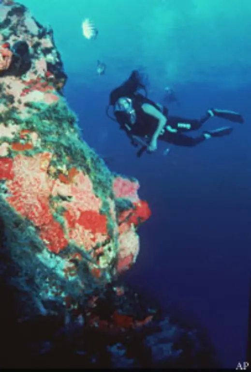 Das-Riff-bildet-u-a-die-Kinderstube-vieler-Fische-Hochseefische-kommen-zum-Ablaichen-hierher-oder-zur-Futtersuche-Dieser-Fischreichtum-bildet-wiederum-die-Ernaehrungsgrundlage-fuer-den-Menschen