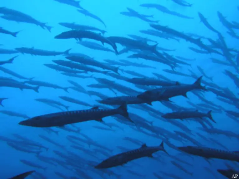 25-Prozent-des-asiatischen-Fischfangs-ist-von-funktionierenden-Riffen-abhaengig