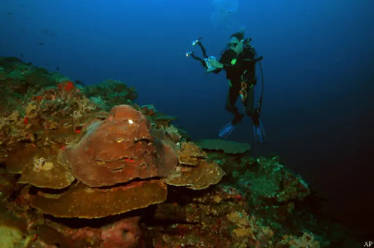 Seit-den-siebziger-Jahren-erforscht-man-die-Wirkung-verschiedener-chemischer-Substanzen-die-die-Meerestiere-erzeugen