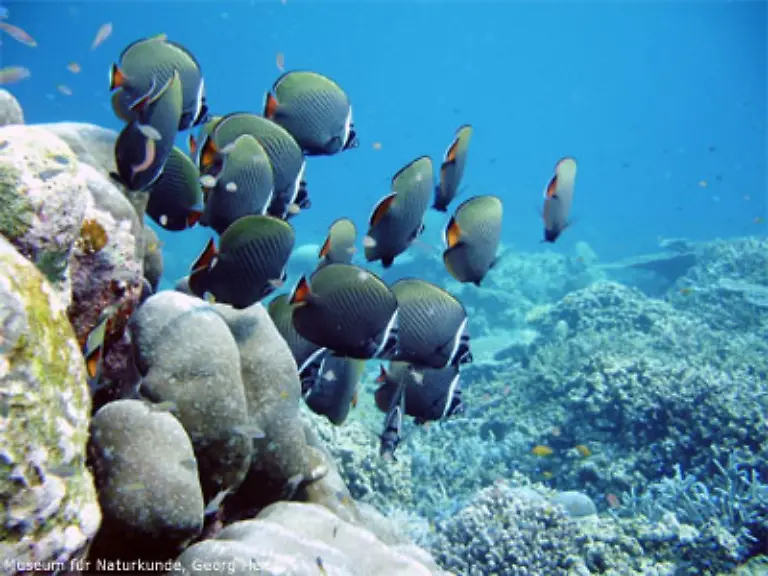 Man-hat-so-schon-Medikamente-gegen-Tumore-und-gegen-virale-Erkrankungen-gefunden