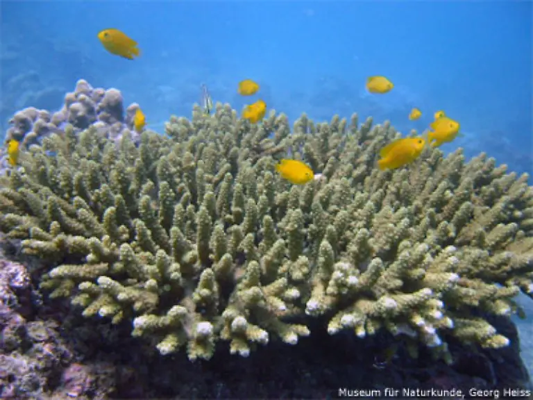 Die-Riffe-haben-sich-auch-als-sensible-Indikatoren-fuer-Umweltveraenderungen-erwiesen-die-frueher-oder-spaeter-auch-die-Menschen-betreffen