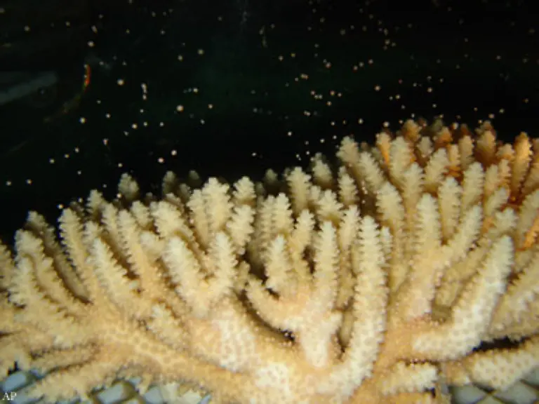Ihre-Korallen-leben-nicht-in-Symbiose-mit-Algen-weil-in-die-Tiefen-von-bis-zu-700-Metern-kein-Sonnenlicht-mehr-vordringt