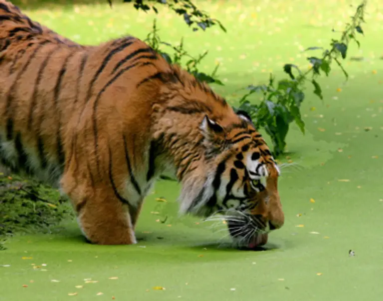 Jeder-Tiger-ist-individuell-gezeichnet-Die-eigentlich-auffaellige-Fellfaerbung-kombiniert-mit-schwarzen-Steifen-sind-in-freier-Natur-eine-perfekte-Tarnung-fuer-das-Tier