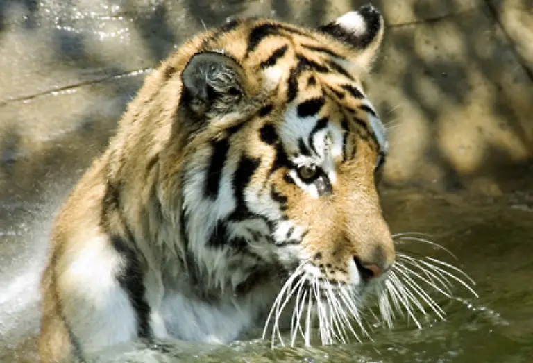 Tiger-haben-meistens-ein-kurzes-Fell