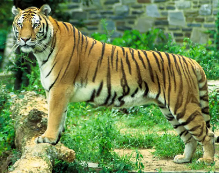 bewundert-zugleich-Der-Tiger-ist-die-groesste-Raubkatzenart-der-Welt-der-eigentliche-Koenig-der-Tiere-Allerdings-ohne-Hofstaat-und-ohne-Raum-zum-Leben