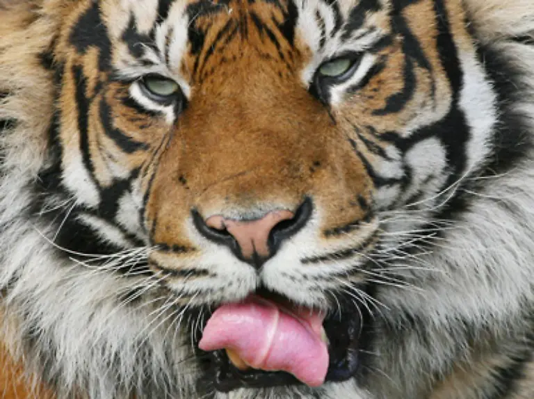 Der-Tiger-Er-wird-gefuerchtet-und