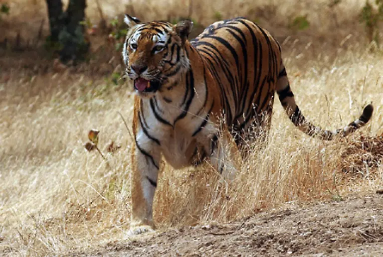 Der-Tiger-ist-Einzelgaenger-Jaeger-und-Gejagter