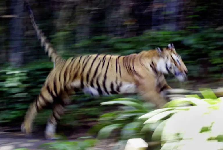 Ihm-werden-Staerke-Dynamik-Kraft-und-Raffinesse-bei-der-Jagd-nachgesagt