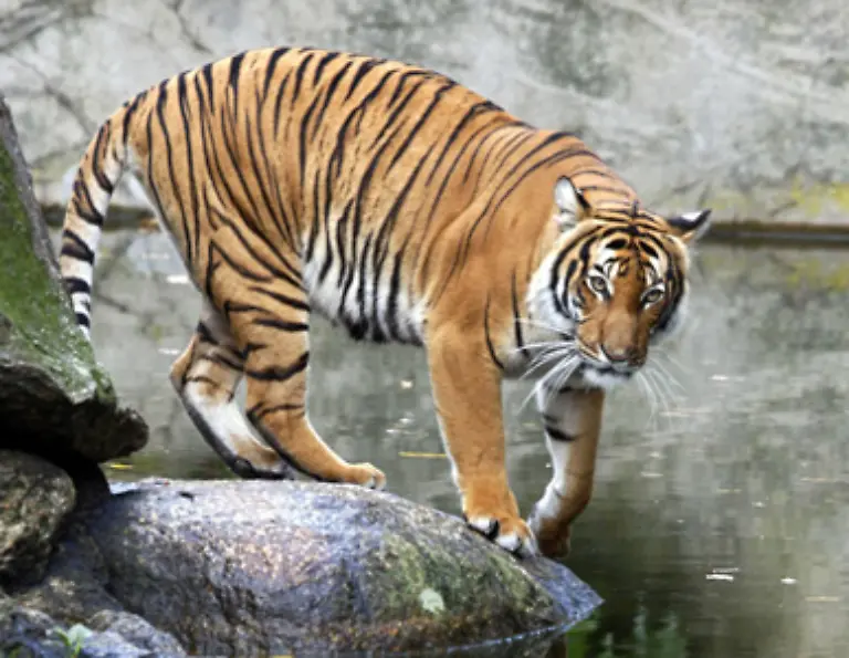 Aber-zurueck-zum-Tier-Typisch-fuer-alle-Tiger-sind-die-Streifen-auf-dem-goldgelben-bis-rotorangefarbenen-Fell-nur-die-Unterseite-des-Tigers-ist-weiss