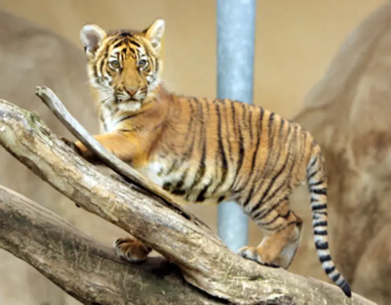 Die-tigertypischen-Streifen-ziehen-sich-ueber-den-gesamten-Koerper-des-Tieres-bis-zur-Schwanzspitze