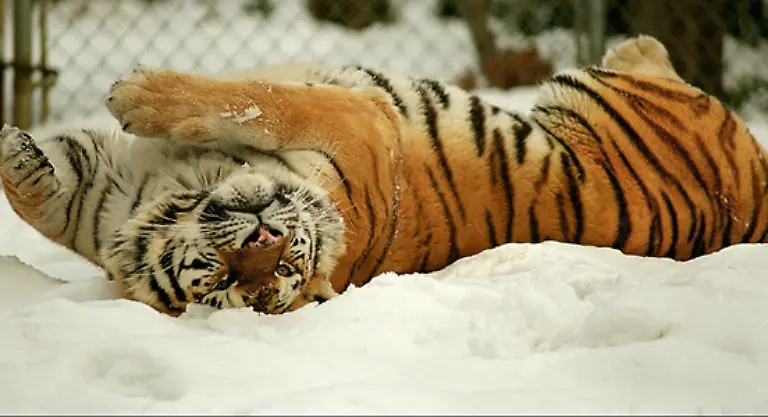 nur-der-Sibirische-Tiger-traegt-wegen-des-kalten-Klimas-ein-dichtes-und-bis-zu-zehn-Zentimeter-langes-Haarkleid
