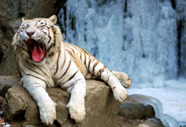 Tiger-sind-gewoehnlich-Einzelgaenger-und-leben-in-einem-mit-Urin-Kot-oder-Kratzspuren-markiertem-Revier-Nur-zur-Paarung-treffen-sich-Maennchen-und-Weibchen-Tiger-sind-mit-drei-bis-vier-Jahren-geschlechtsreif