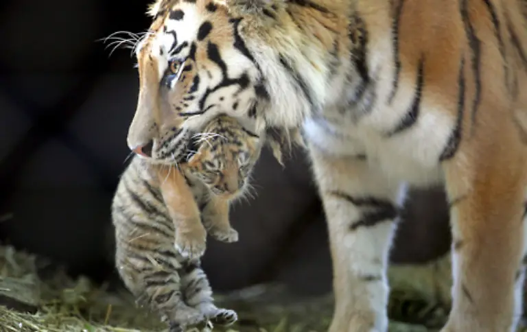 Tigerinnen-sind-ca-100-Tage-traechtig-bringen-meistens-ein-bis-drei-Junge-zur-Welt-und-leben-mit-ihrem-Nachwuchs-bis-zu-drei-Jahre-zusammen