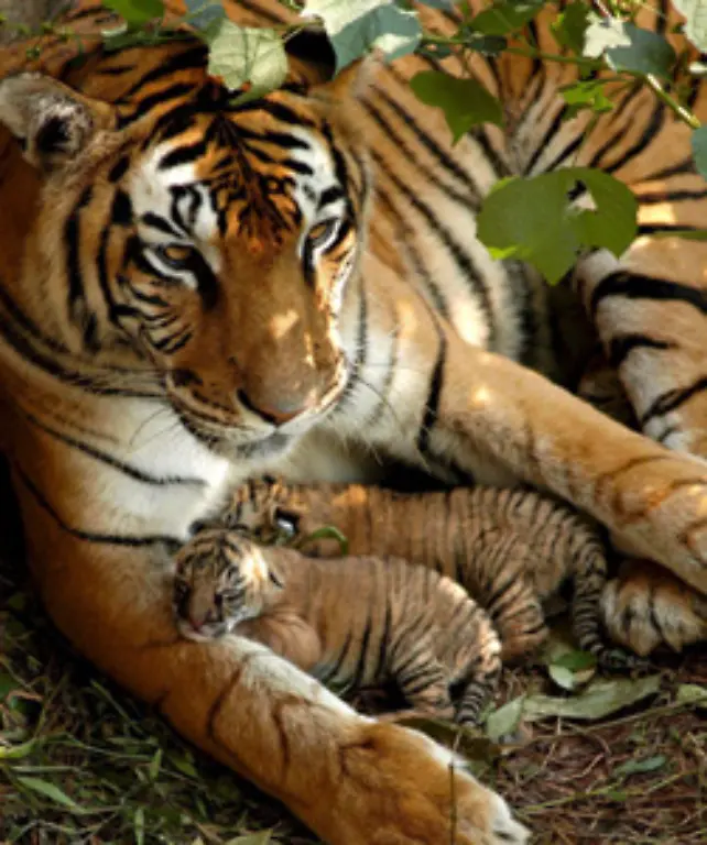 Tiger-koennen-15-bis-25-Jahre-alt-werden