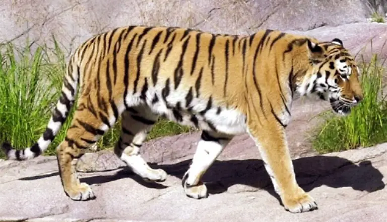 Je-nach-Art-unterscheiden-sich-Groesse-und-Gewicht-der-Tiger-erheblich-Insgesamt-leben-nur-noch-sechs-von-urspruenglich-neun-verschiedene-Tigerarten-auf-der-Erde