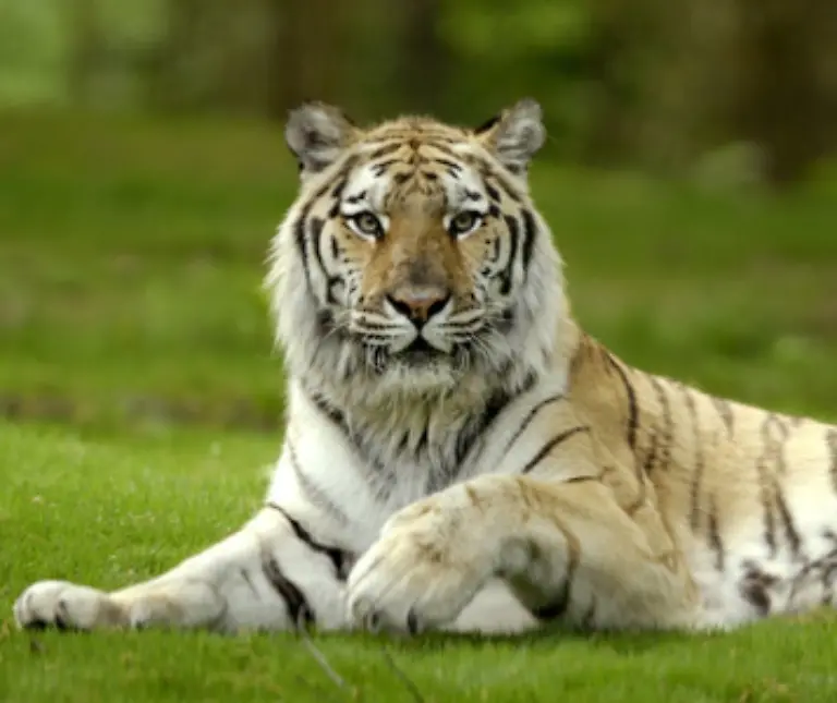 Sibirische-oder-auch-Amur-Tiger-werden-am-groessten-Ein-maennliches-Tier-kann-bis-zu-300-Kilogramm-schwer-werden