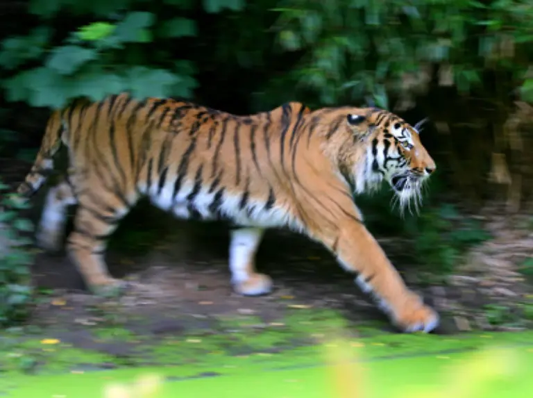 und-eine-Gesamtkoerperlaenge-von-mehr-als-drei-Metern-erreichen-Weibliche-Tiere-sind-etwas-kleiner