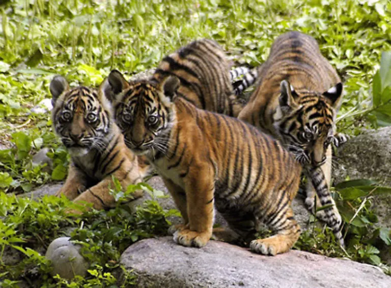 Der-Sumatra-Tiger-ist-die-kleinste-noch-lebende-Tigerart-Diese-Tiere-bringen-im-ausgewachsenem-Zustand-je-nach-Geschlecht-100-bis-150-Kilogramm-auf-die-Waage