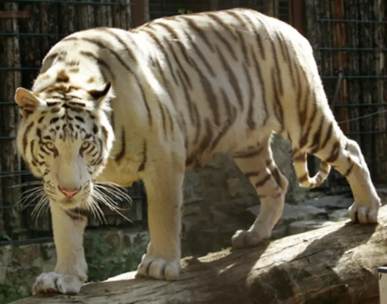 Der-so-genannte-Weisse-Tiger-kommt-nur-bei-der-zweitgroessten-Unterart-dem-Indischen-Tiger-vor-und-ist-in-der-Natur-hoechst-selten-Diese-Unterart-wird-auch-als-Bengal-oder-Koenigstiger-bezeichnet