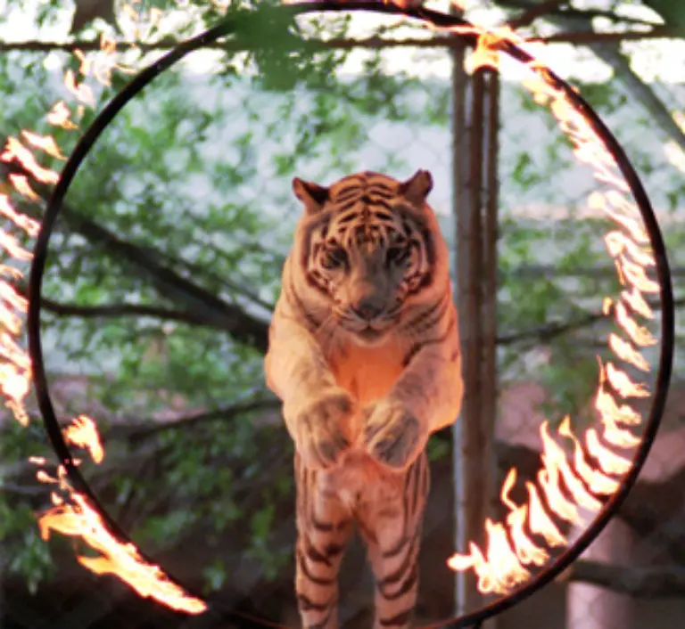 Die-Teilalbinos-sind-bis-heute-besonders-beliebt-in-Tiergaerten-und-Zirkussen