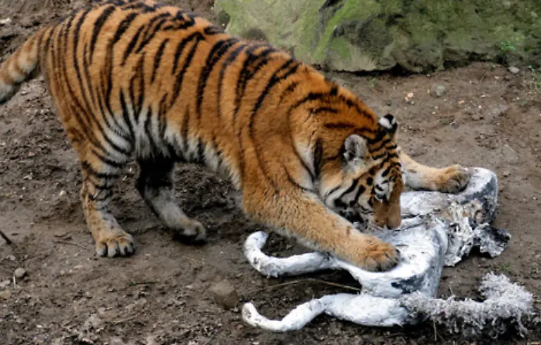 denn-Tiger-besitzen-die-typischen-Merkmale-fuer-Raubtiere